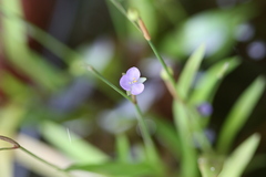 Murdannia vaginata